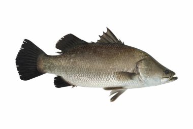 Beyaz arka planda taze balık