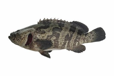 Beyaz arka planda taze balık