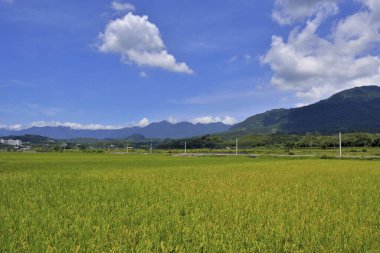 Tayvan pirinç tarlası, doğa manzarası.