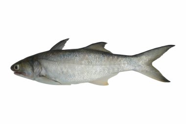Beyaz arka planda taze balık