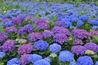 Ortanca çiçeği Tayvan, yakın çekim görüntüsü