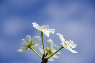 Beyaz Armut Çiçeğine Yaklaş