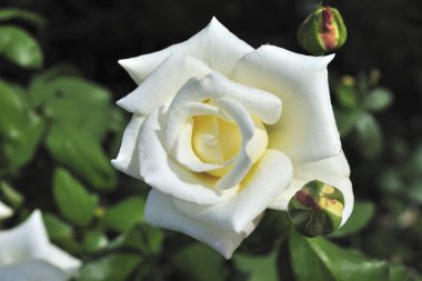 Gül Tayvan, yakın çekim