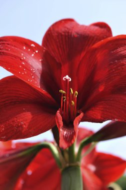 Amaryllis Tayvan, yakın çekim