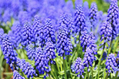 Üzüm Sümlü Tayvan, yakın çekim görüntüsü