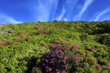 Nantou Tayvan 'daki Taroko Ulusal Parkı' nın sahnesi.