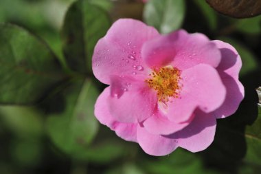 Gül Tayvan, yakın çekim