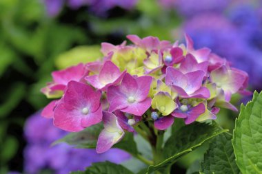 Ortanca çiçeği Tayvan, yakın çekim görüntüsü