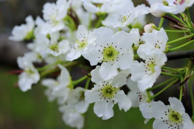 Armut Çiçeği Tayvan, yakın çekim