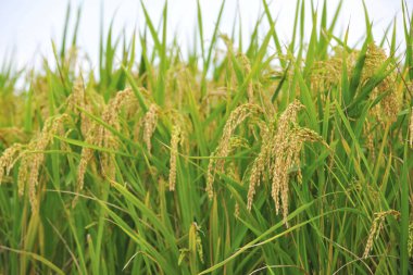 pirinç tarlası Miaoli İlçesi Tayvan