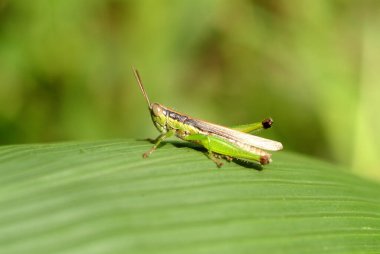 Çekirge Tayvan, yakın görüş