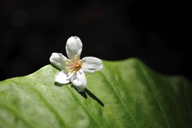 Tung Blossom Tayvan, yakın çekim.
