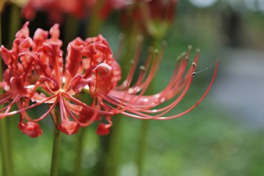 Kırmızı örümcek zambağına yaklaş.