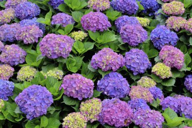 Ortanca çiçeği Tayvan, yakın çekim görüntüsü