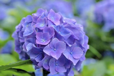 Ortanca çiçeği Tayvan, yakın çekim görüntüsü