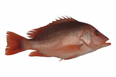 Beyaz arka planda taze balık