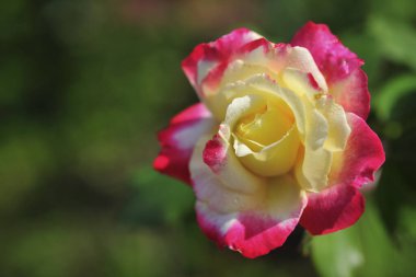 Gül Tayvan, yakın çekim