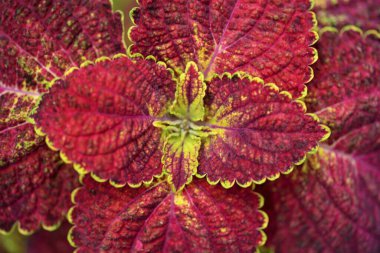 Skullcaplike Coleus, yakın plan görünüm