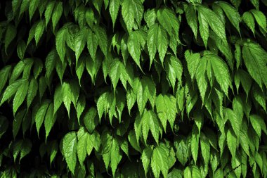 yeşil yapraklar Tayvan, manzara manzarası