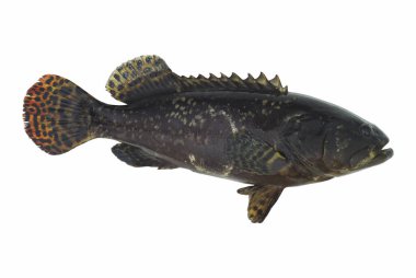 Beyaz arka planda taze balık