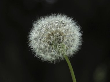 Close up of the Dandelion