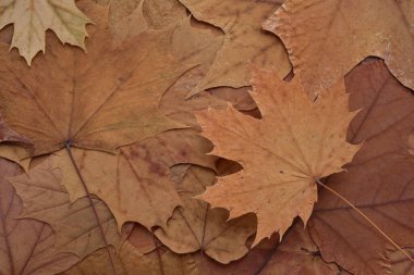 Sarı yapraklar Tayvan, yakın görüş