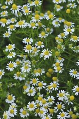 Beyaz çiçeğin yüksek açılı görüntüsü