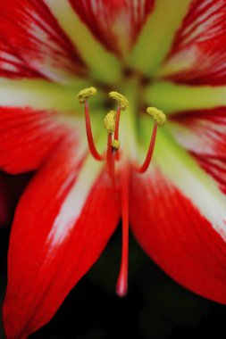 Hollanda Amaryllis Tayvan, yakın çekim