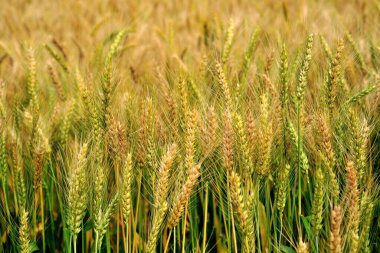 Buğday çiftliğini kapatın.