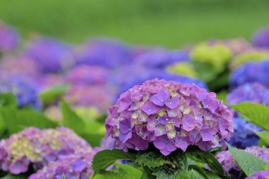 Ortanca çiçeği Tayvan, yakın çekim görüntüsü