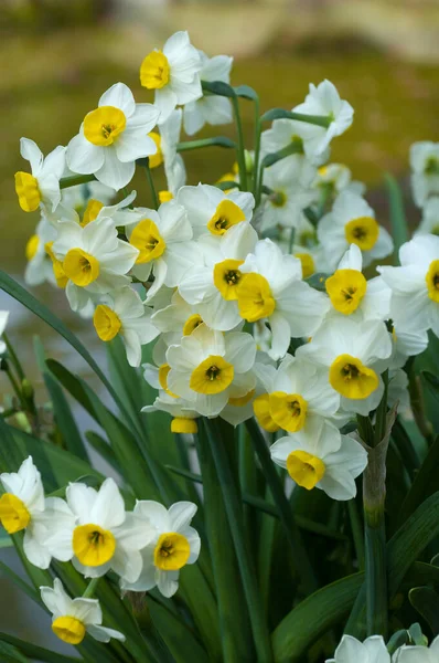 Close Buquê Flores Brancas — Fotografia de Stock