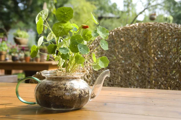 Planta Verde Dentro Bule — Fotografia de Stock