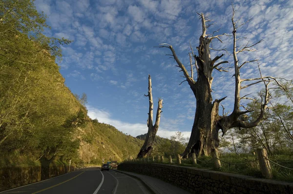 Árbol Pareja Condado Nantou Taiwán — Foto de Stock