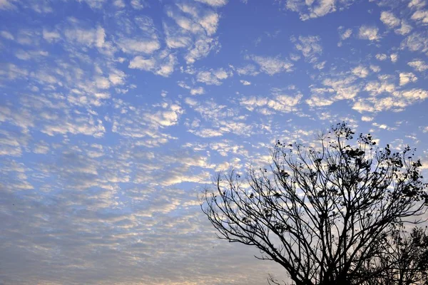 Silhouette Seul Arbre Contre Ciel Taiwan — Photo