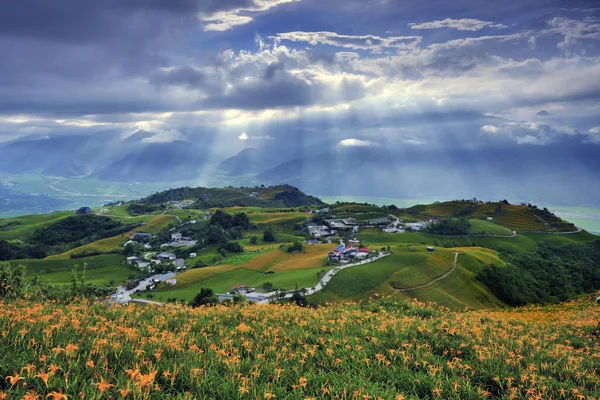 Sombra Luz Solar Sobre Granja Flores Lily Condado Hualien Taiwán — Foto de Stock