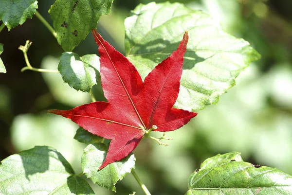 Vysoký Úhel Záběru Červeného Javorového Listu Zelené Listy — Stock fotografie
