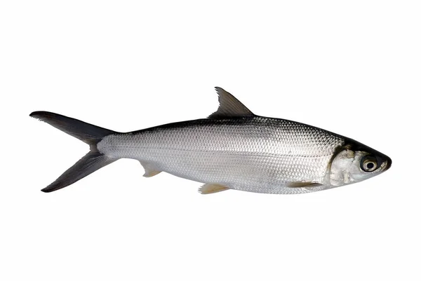 Frischer Fisch Auf Weißem Hintergrund — Stockfoto