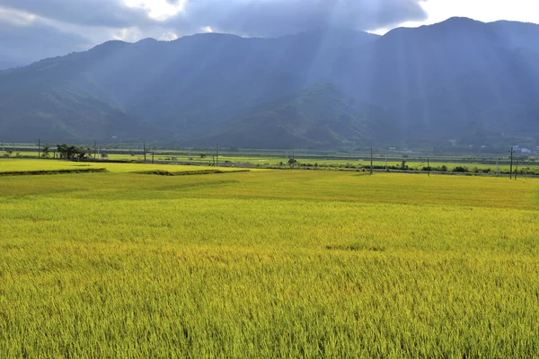 Ρύζι Τομέα Ταϊβάν Φύση Τοπίο — Φωτογραφία Αρχείου