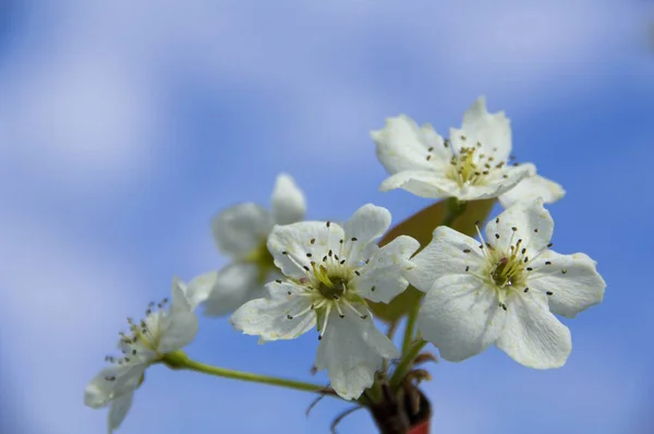 Close up of white Pear Blossom