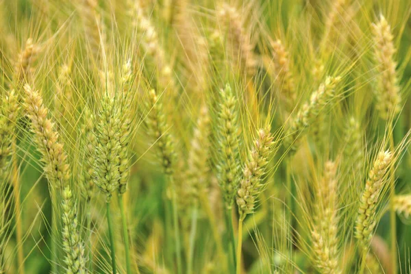 Пшеничная Ферма Тайчжуне — стоковое фото