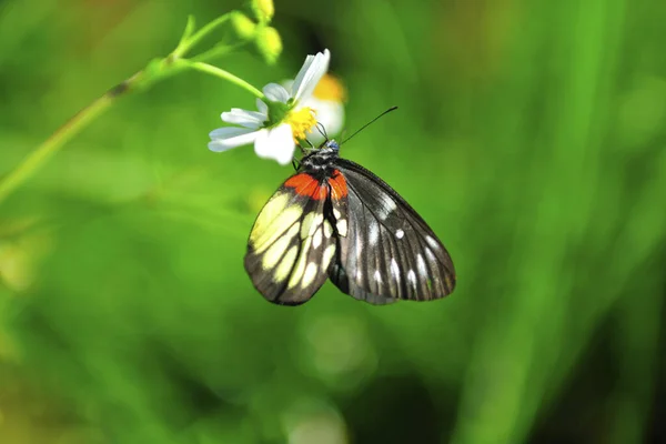 Butterfly Taiwan Closeup View — Stock Photo, Image