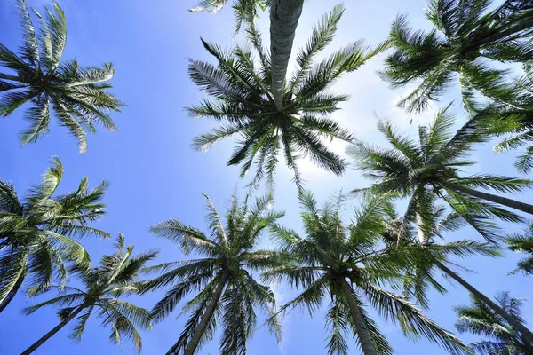 Palmiye Ağacının Alçak Açılı Görüntüsü — Stok fotoğraf