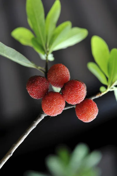 Chinês Bayberry Taiwan Comida Saborosa — Fotografia de Stock