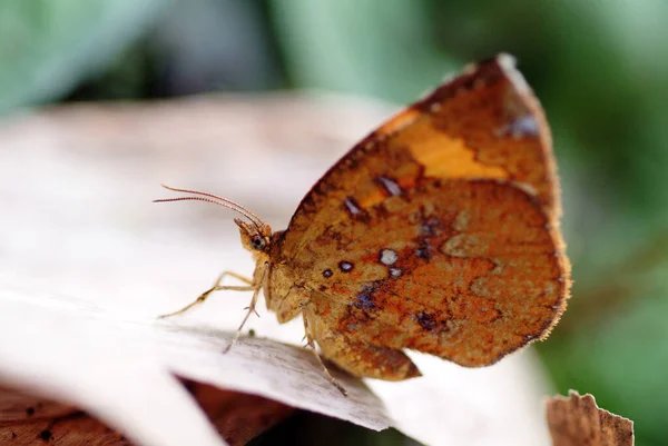 Borboleta Taiwan Vista Close — Fotografia de Stock