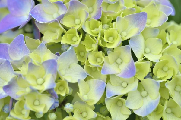 Hydrangea Flor Taiwan Vista Close — Fotografia de Stock