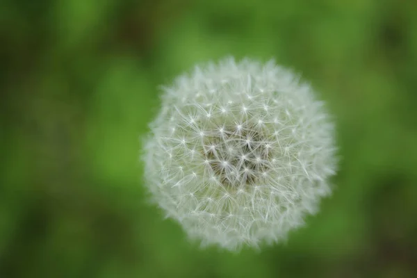 Dandelion Flower Taiwan Closeup View — Stock Photo, Image