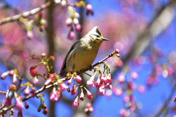 Pássaro Taiwan Vista Paisagem — Fotografia de Stock