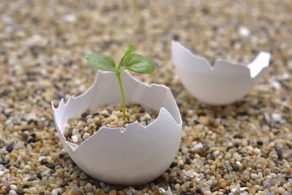 Arrangement Feuille Verte Sable Avec Coquille Oeuf Cassée — Photo