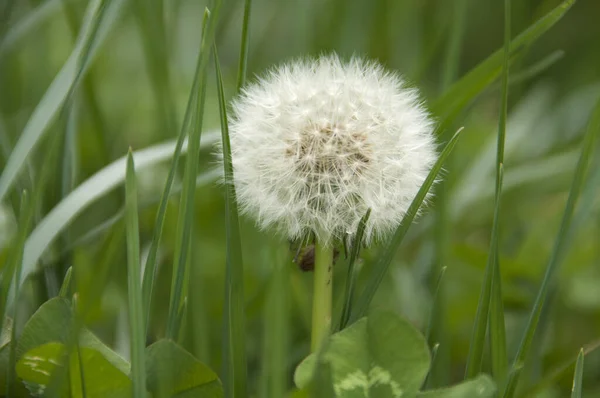 Gros Plan Fleur Blanche Taraxacum — Photo