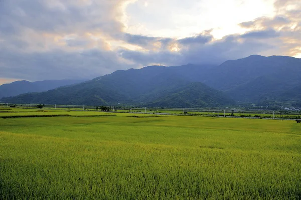 Rice Field Taiwan Nature Landscape — Stock Photo, Image